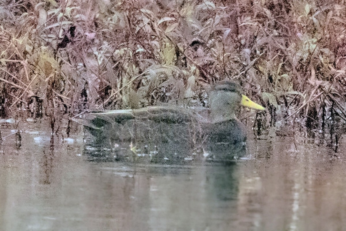 American Black Duck - ML646721019