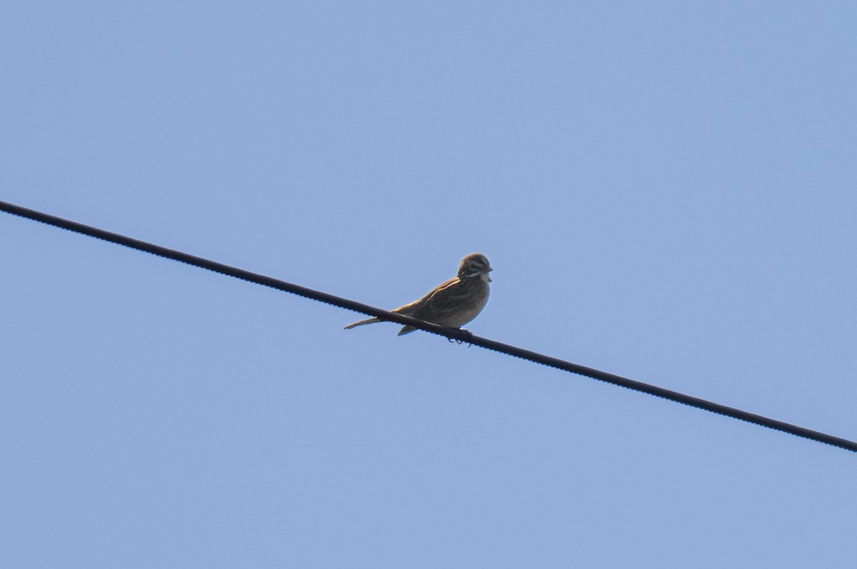 Lark Sparrow - ML646721025