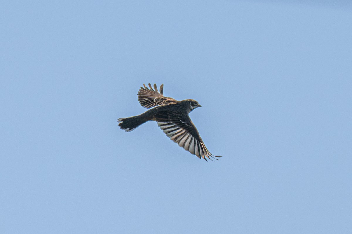 Lark Sparrow - ML646721027