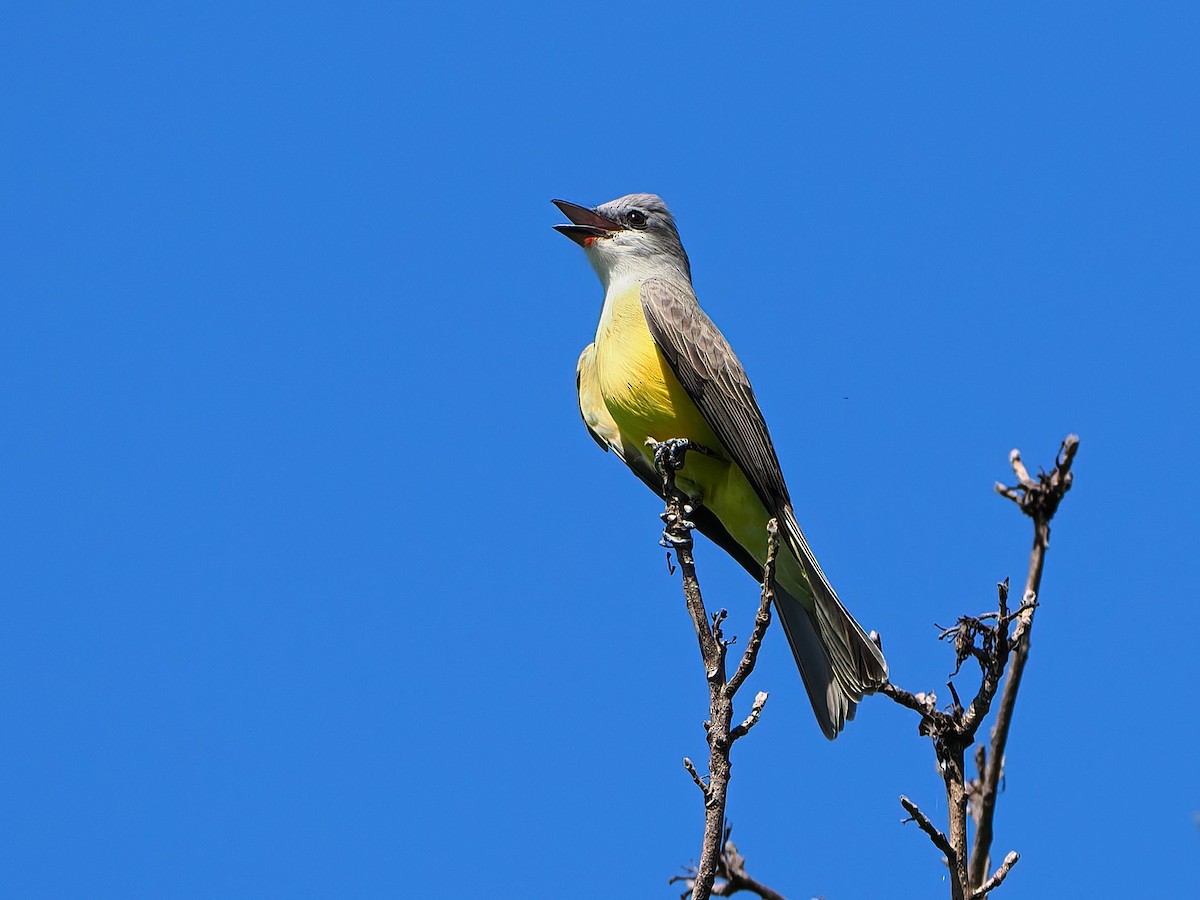 Couch's Kingbird - ML646721031