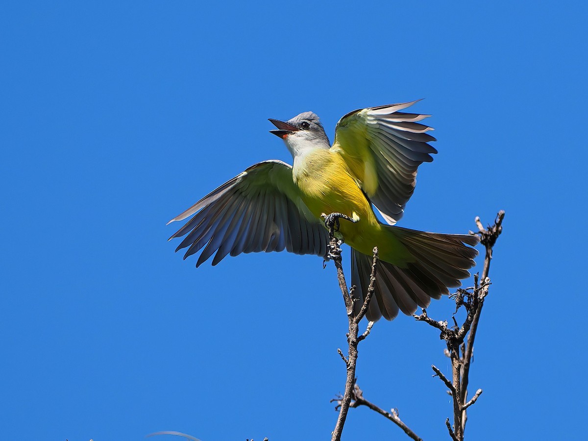 Couch's Kingbird - ML646721032