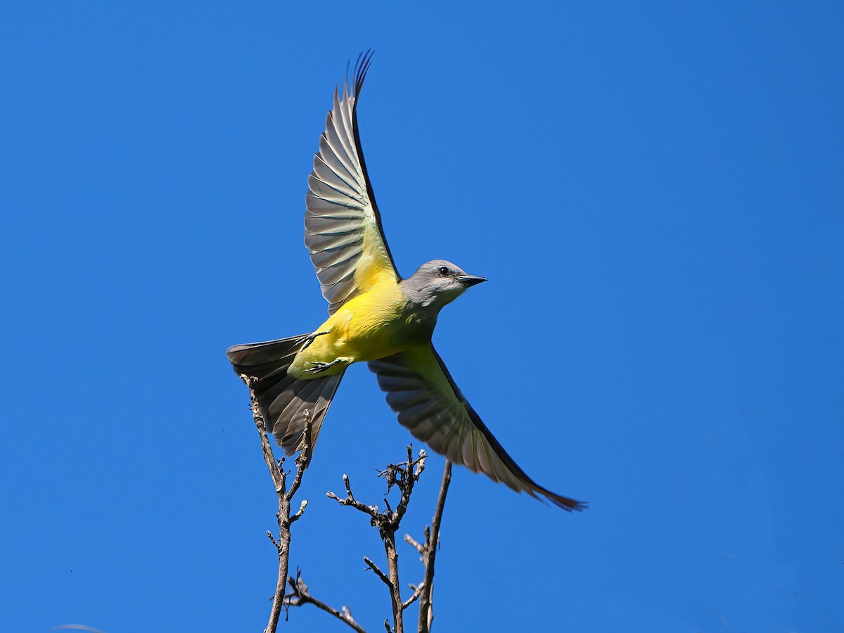 Couch's Kingbird - ML646721033