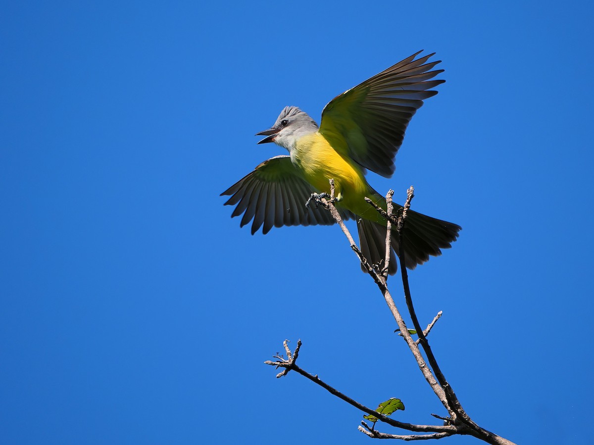 Couch's Kingbird - ML646721034