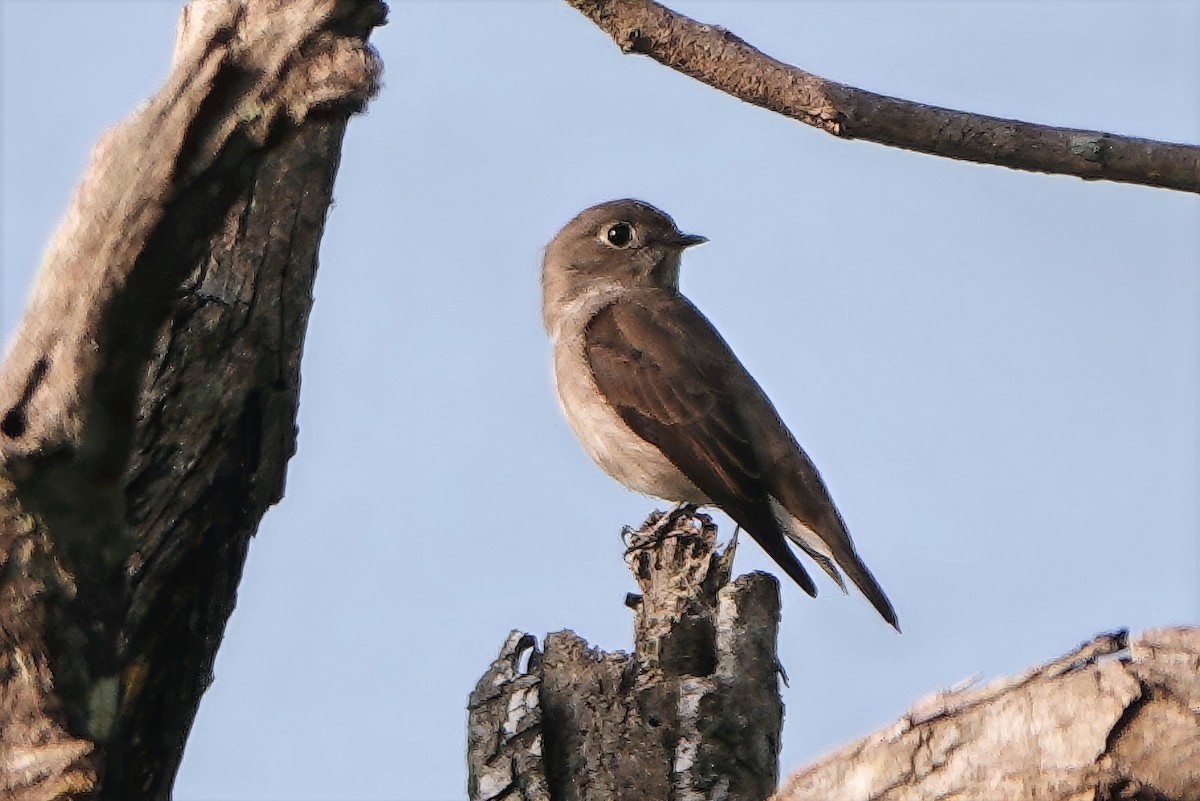 Euli-txori siberiarra - ML646721041