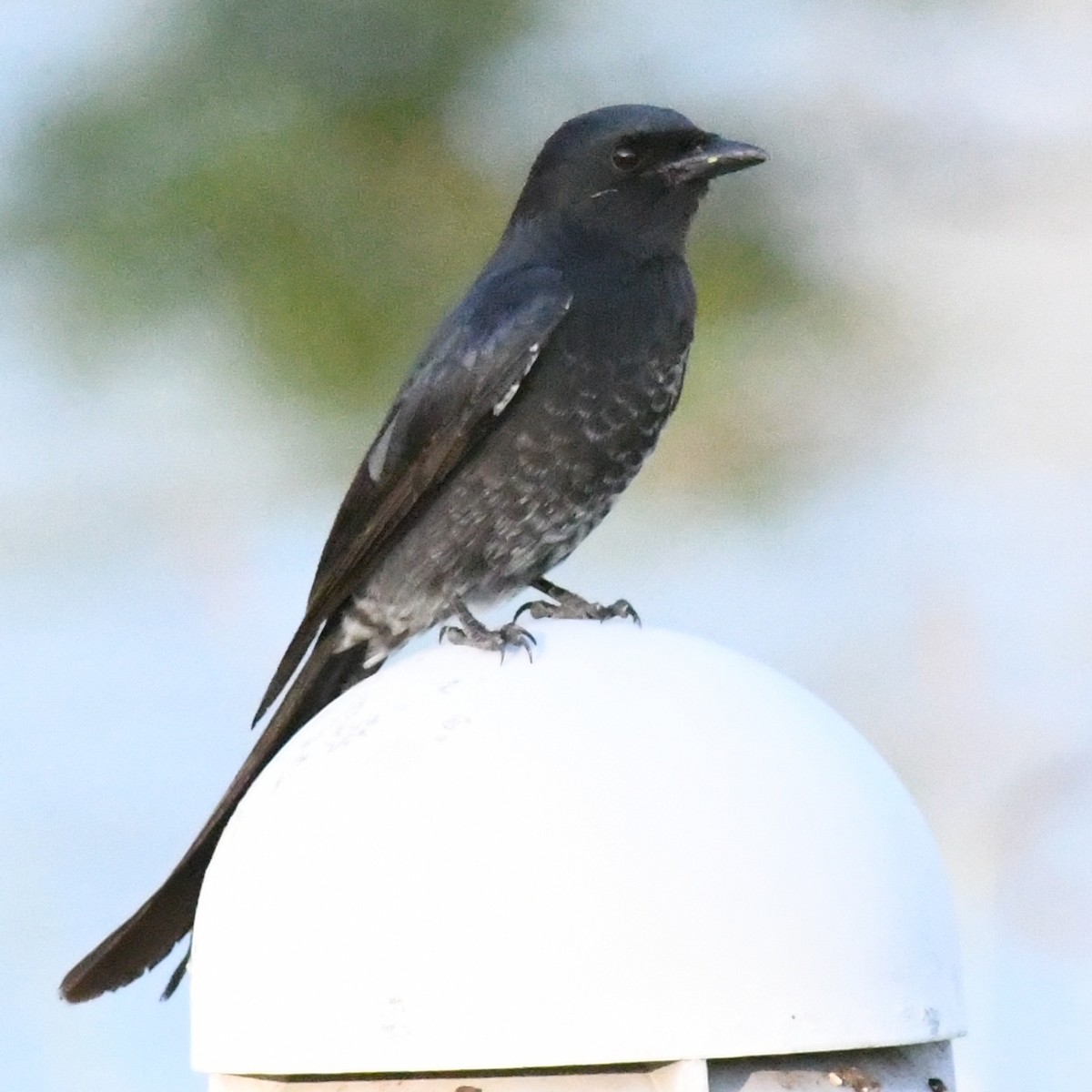 drongo černý - ML646721042