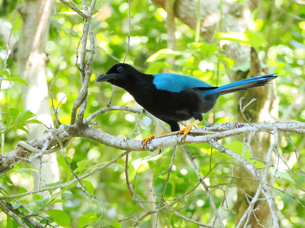 sojka yukatanská - ML646721046