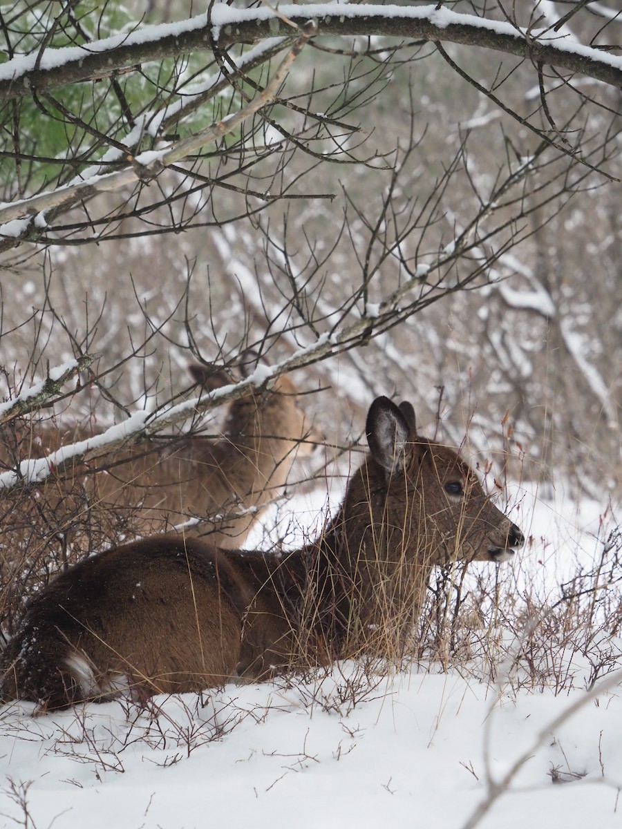 cerf de Virginie - ML646721047