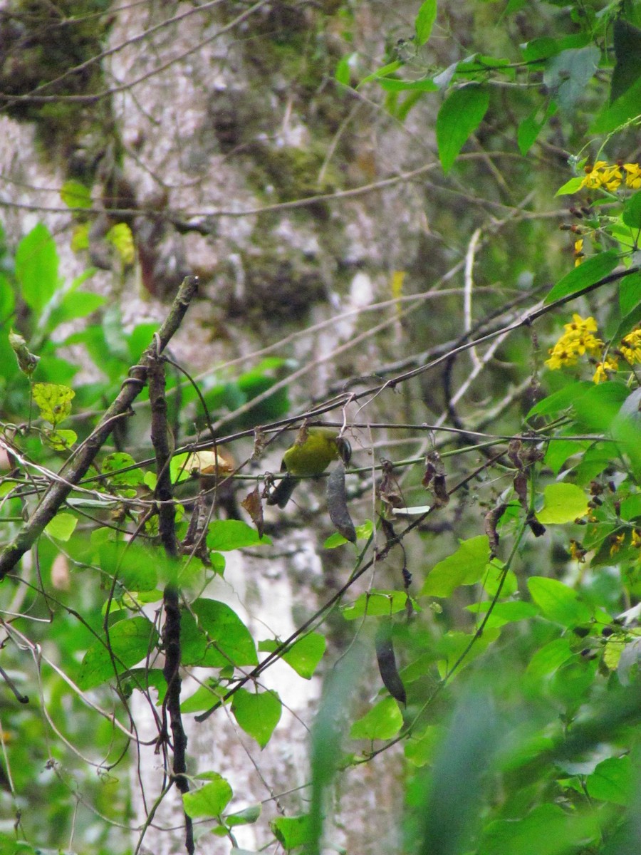 Superciliaried Hemispingus - ML646721051