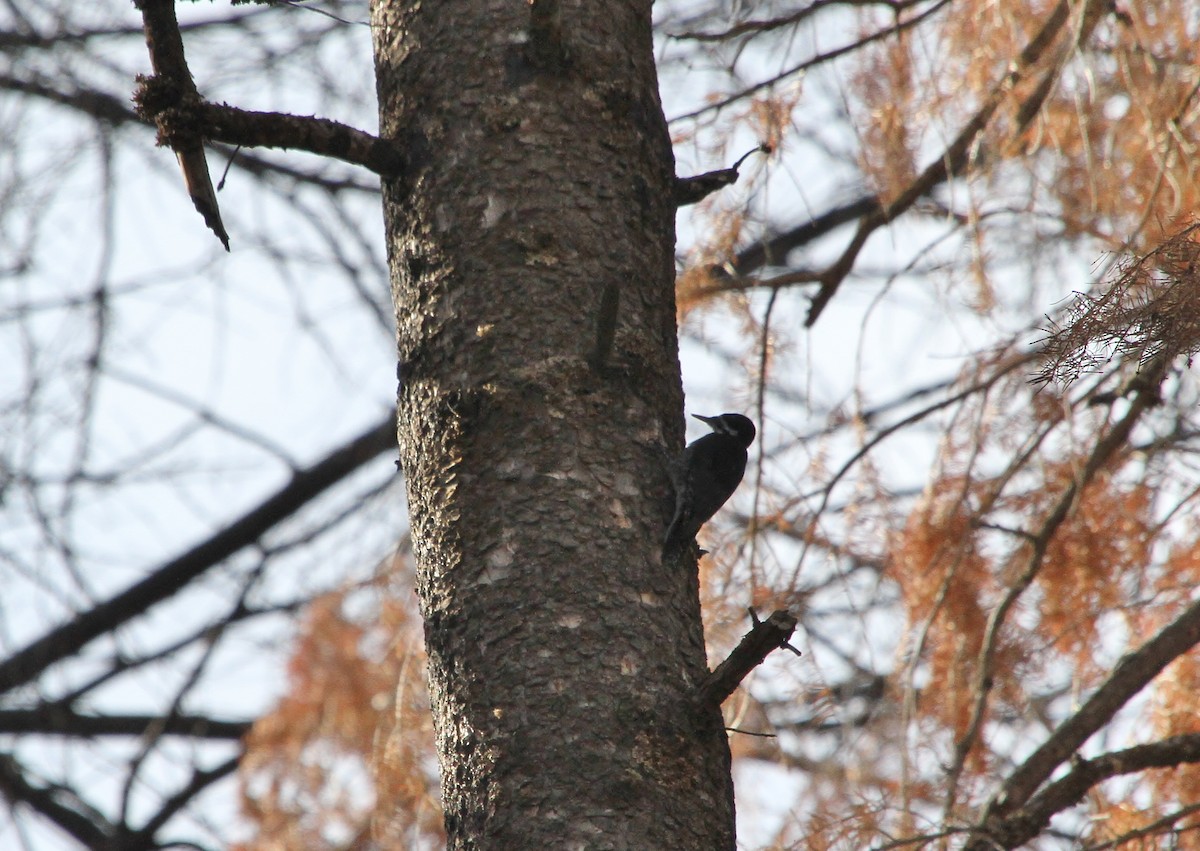Black-backed Woodpecker - ML646721052