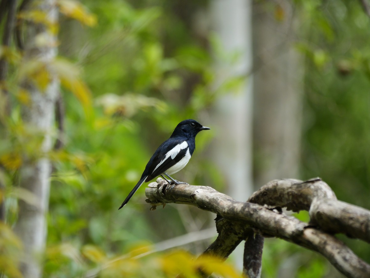 Madagascar Magpie-Robin - ML646721053