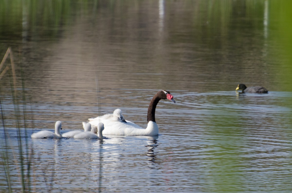 Black-necked Swan - ML646721057
