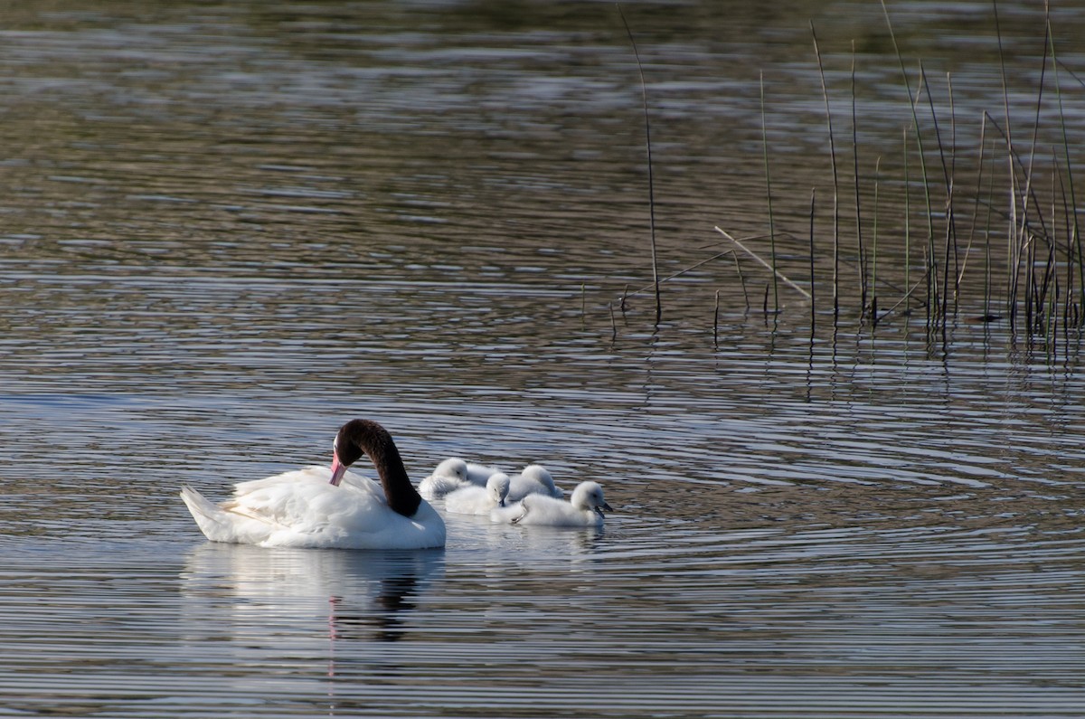 Black-necked Swan - ML646721058