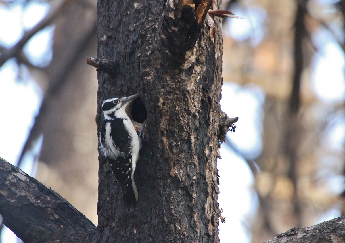 Hairy Woodpecker - ML646721062