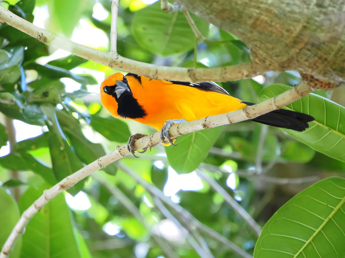 Altamira Turpiyalı - ML646721064