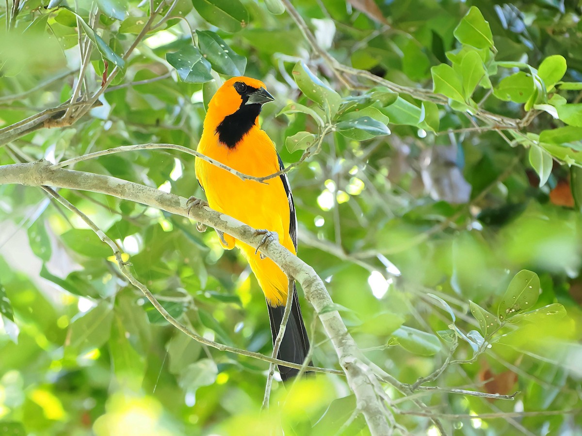 Altamira Turpiyalı - ML646721065