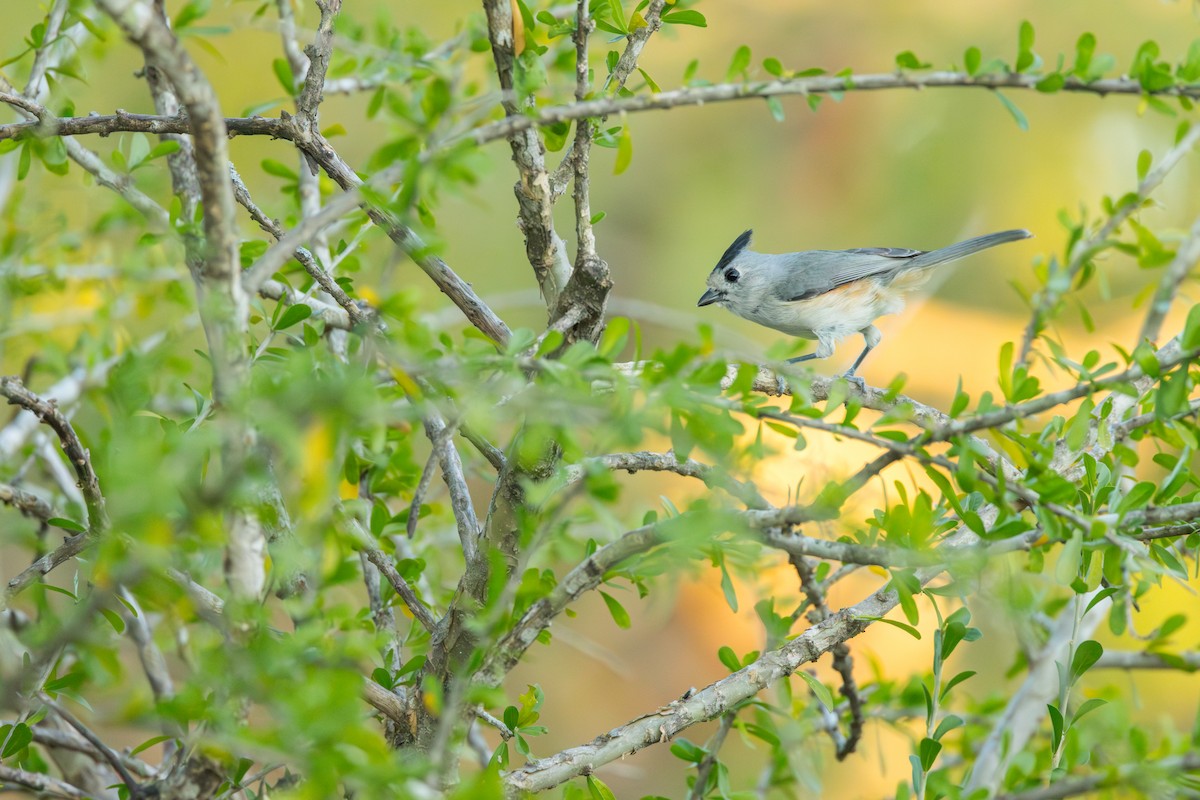 sýkora černochocholatá - ML646721067