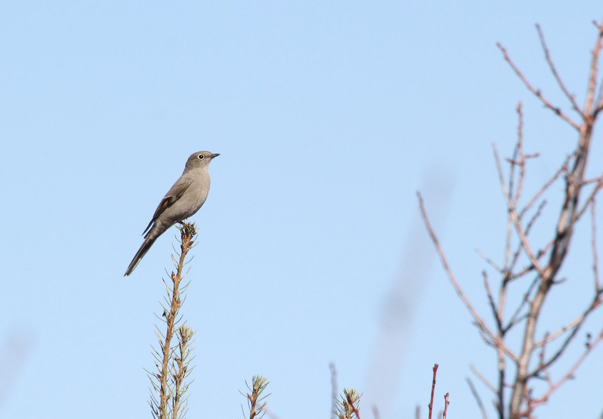 Townsend's Solitaire - ML646721072
