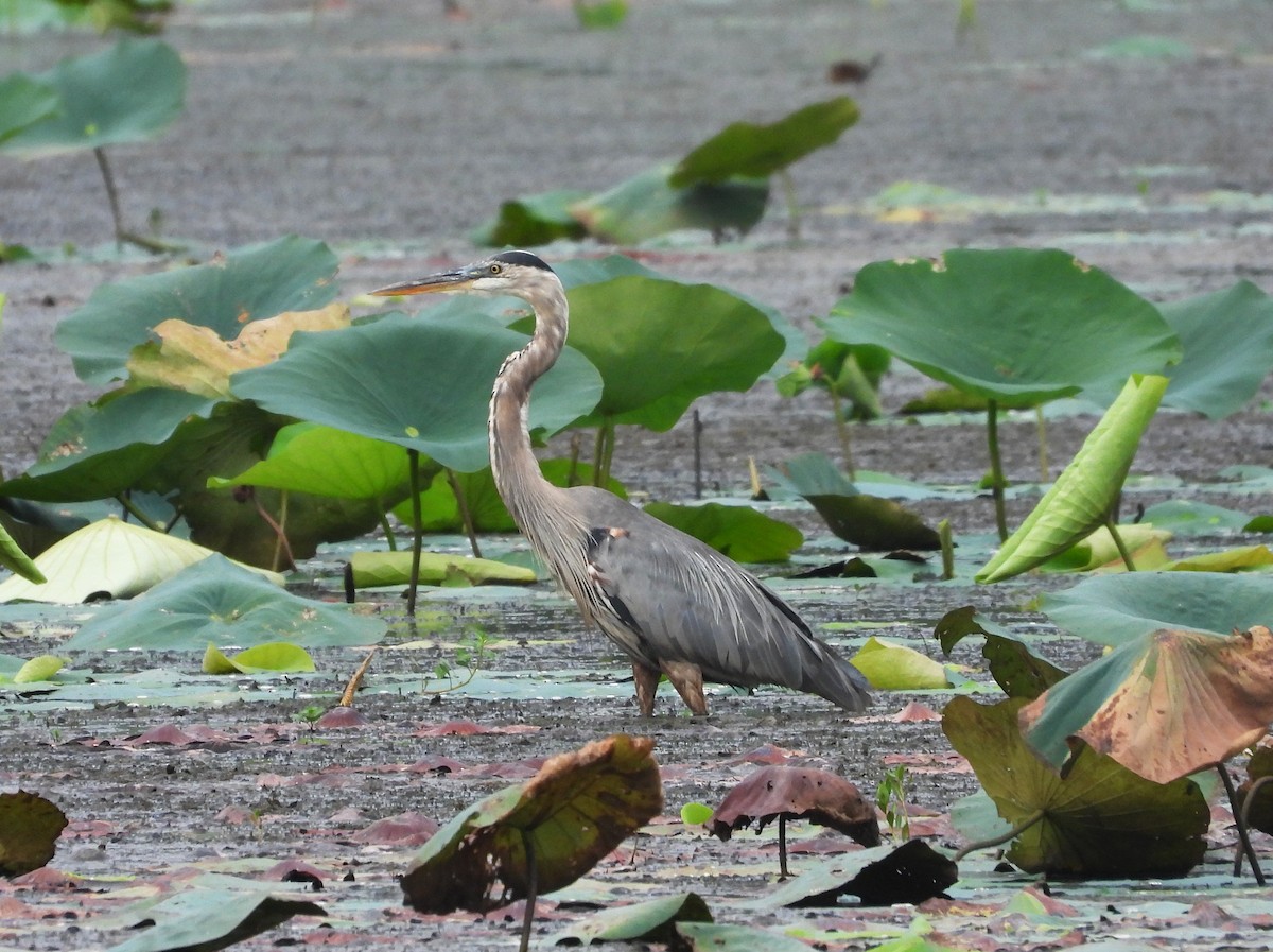 オオアオサギ - ML646721075