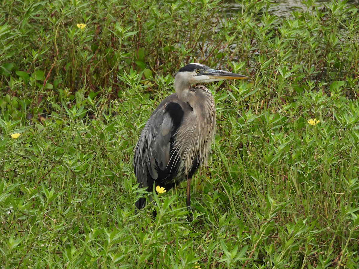 オオアオサギ - ML646721076