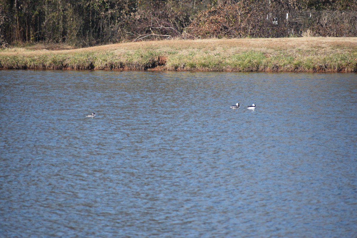 Bufflehead - ML646721077