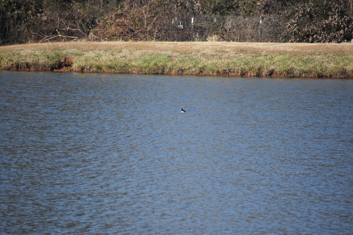 Bufflehead - ML646721078