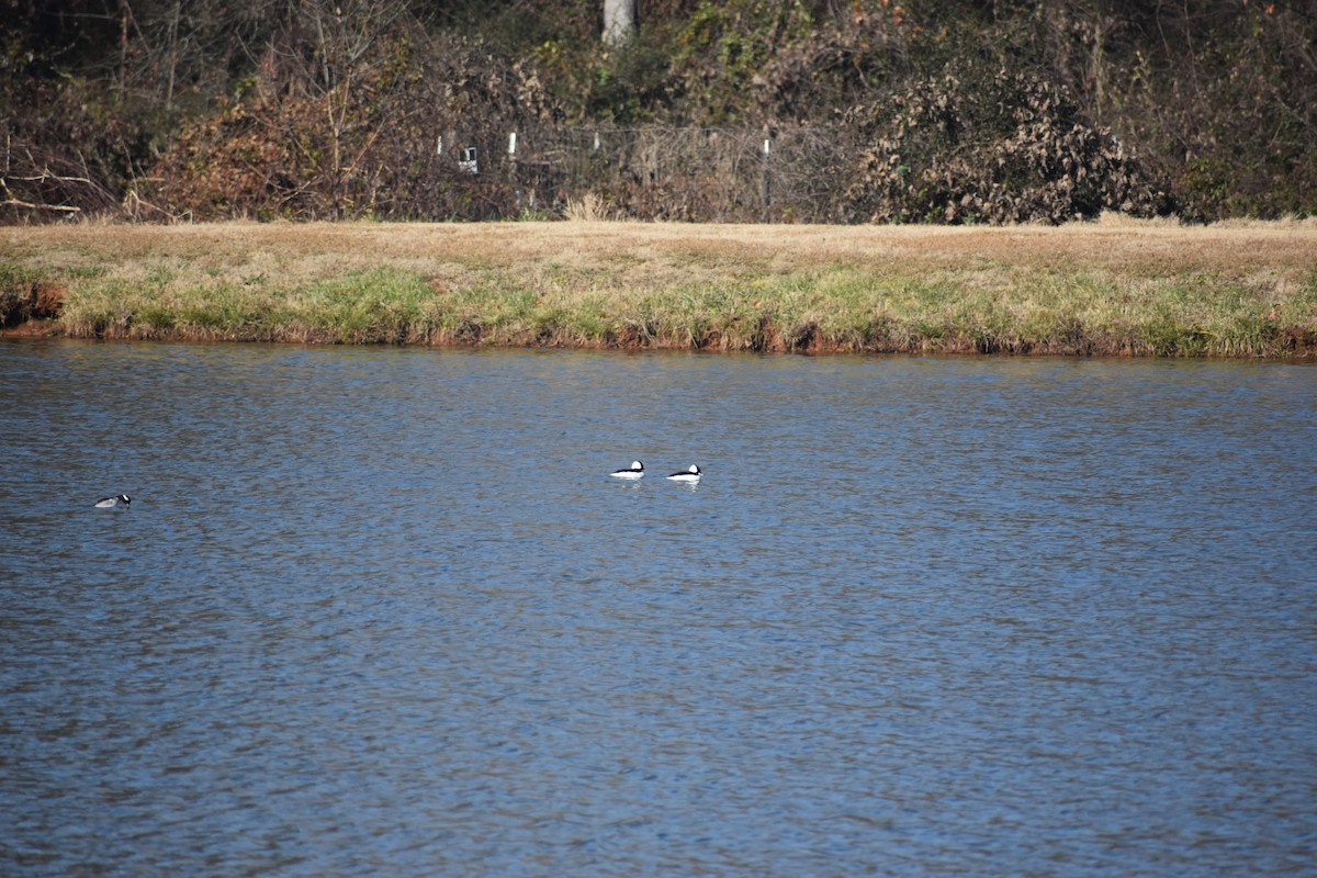 Bufflehead - ML646721080