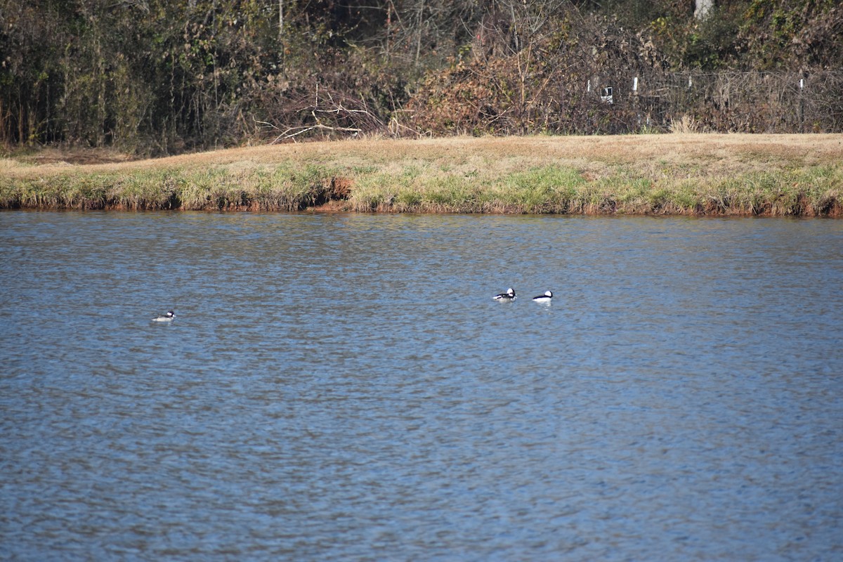 Bufflehead - ML646721082