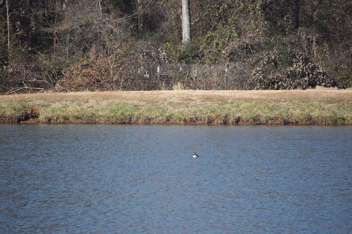 Bufflehead - ML646721084