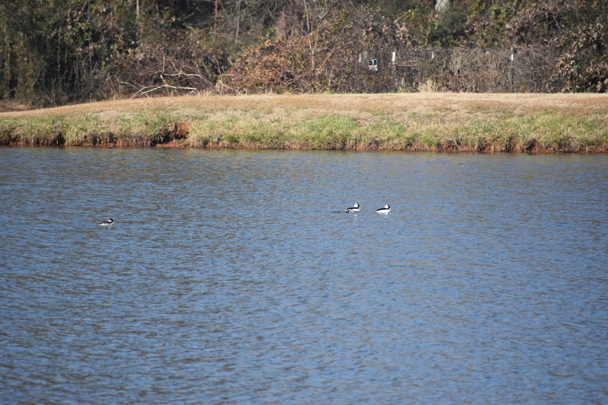 Bufflehead - ML646721085