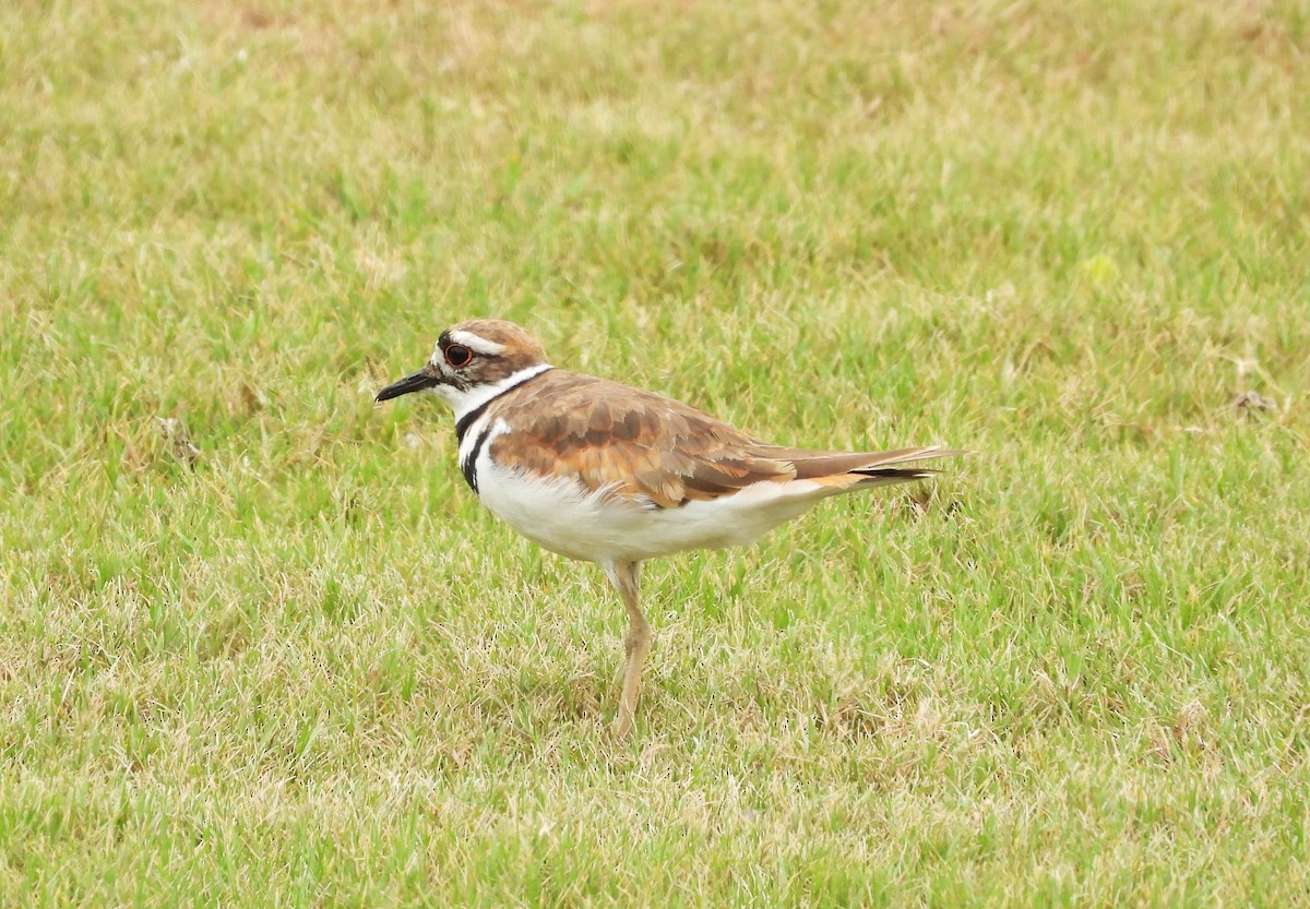 フタオビチドリ - ML646721092