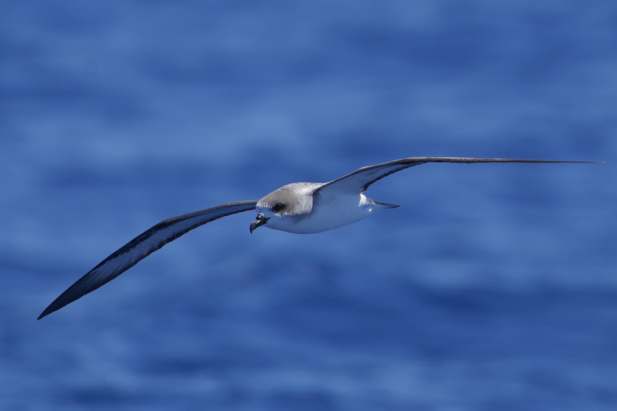 Barau's Petrel - ML646721100