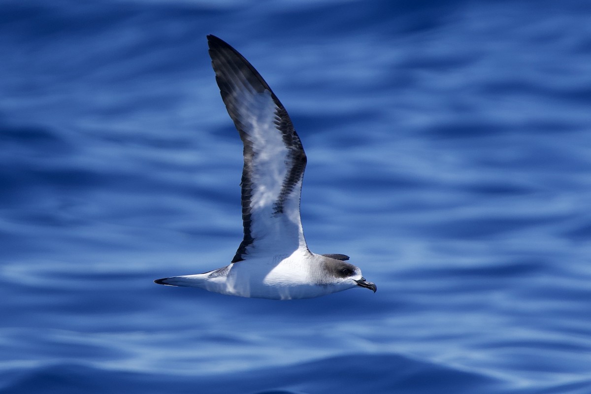 Barau's Petrel - ML646721101