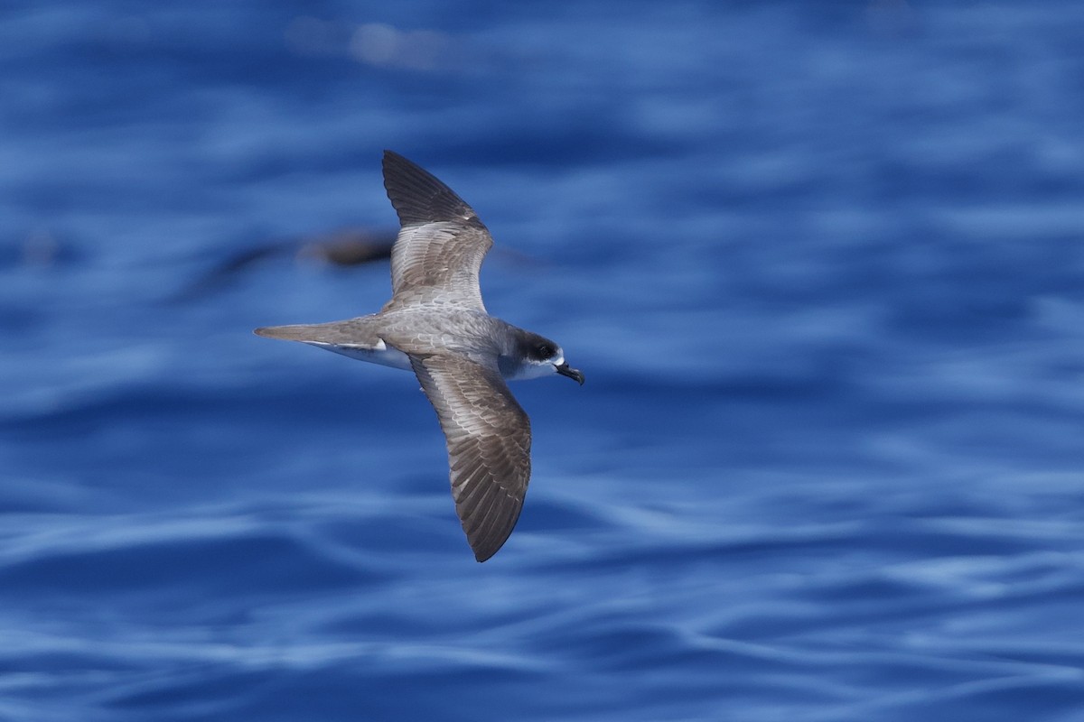 Barau's Petrel - ML646721102