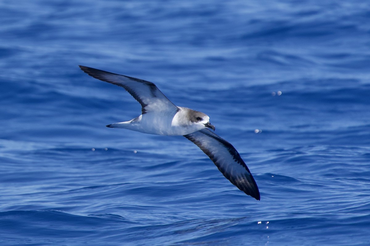 Barau's Petrel - ML646721103