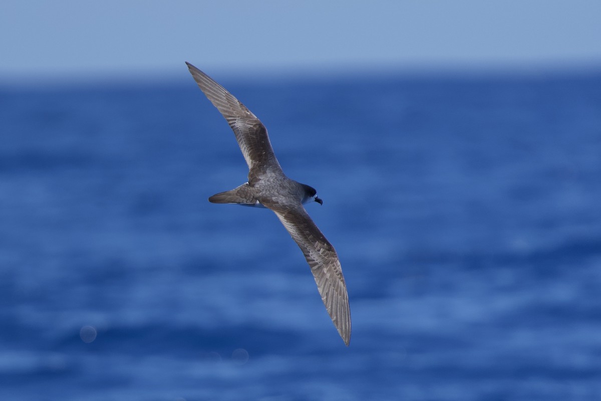 Barau's Petrel - ML646721104