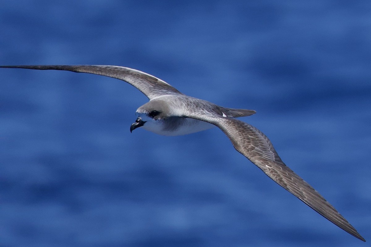 Barau's Petrel - ML646721106