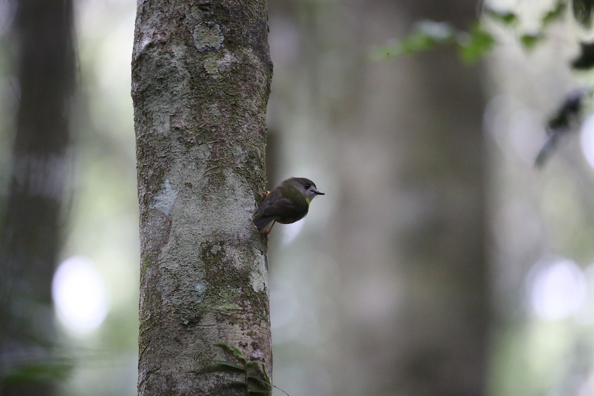 Pale-yellow Robin - ML646721108