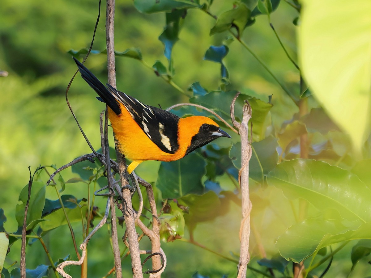 Hooded Oriole - ML646721109