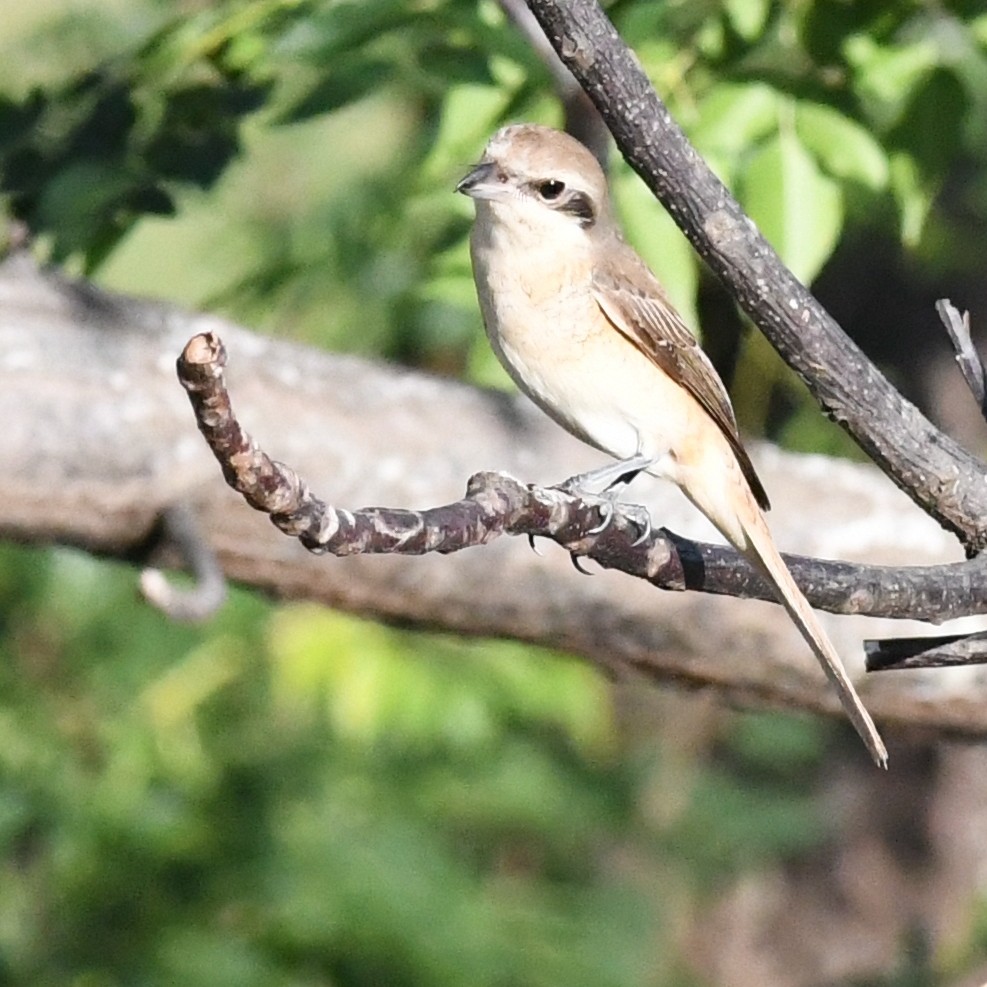 Braunwürger - ML646721117