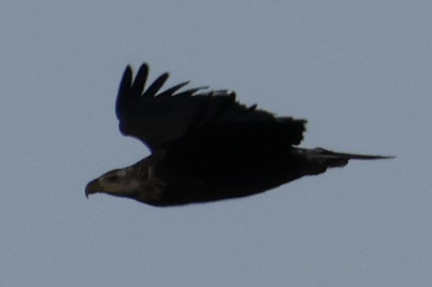 Weißkopf-Seeadler - ML646721119