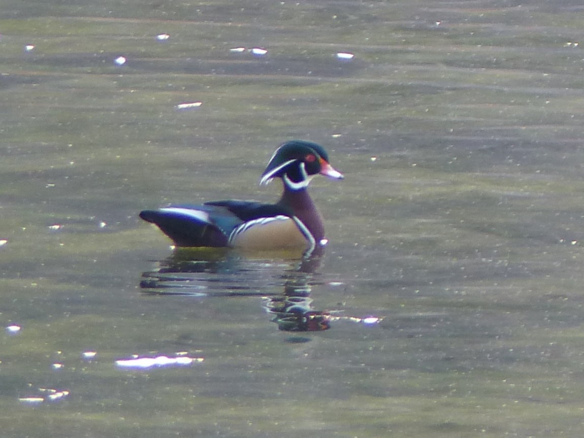 Wood Duck - ML646721120