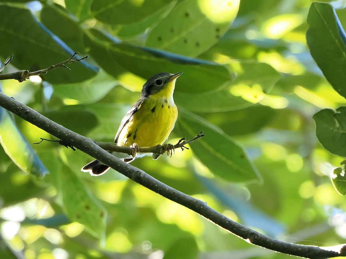 lesňáček tajgový - ML646721121