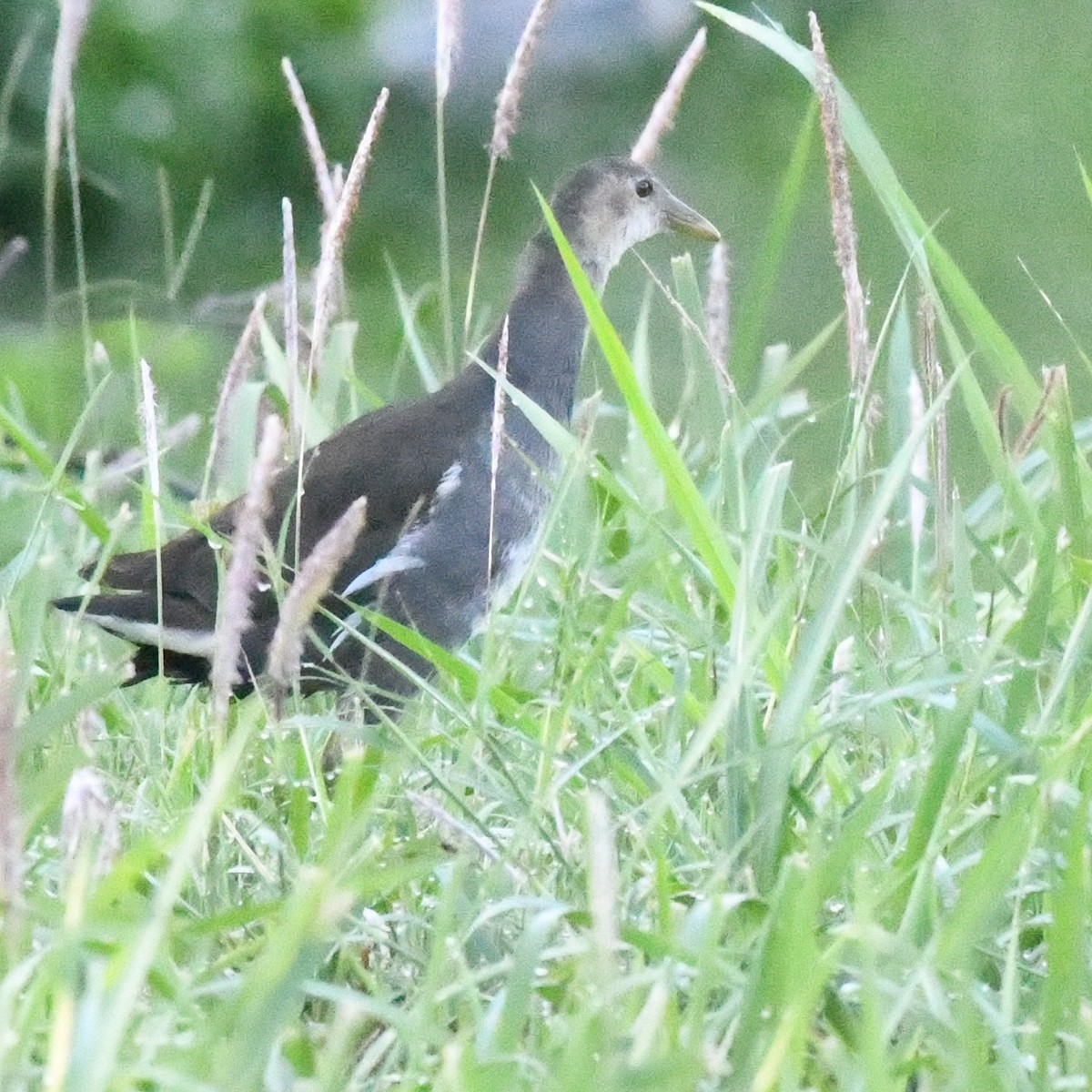 Teichhuhn - ML646721124