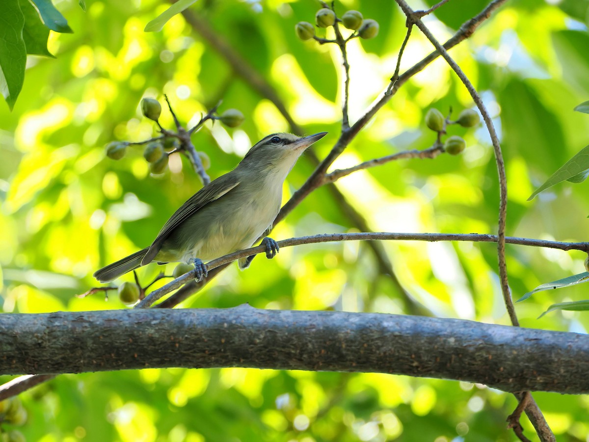 Yucatan Vireo - ML646721130