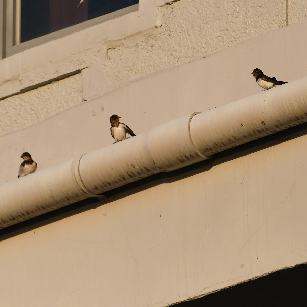 Rauchschwalbe - ML646721133