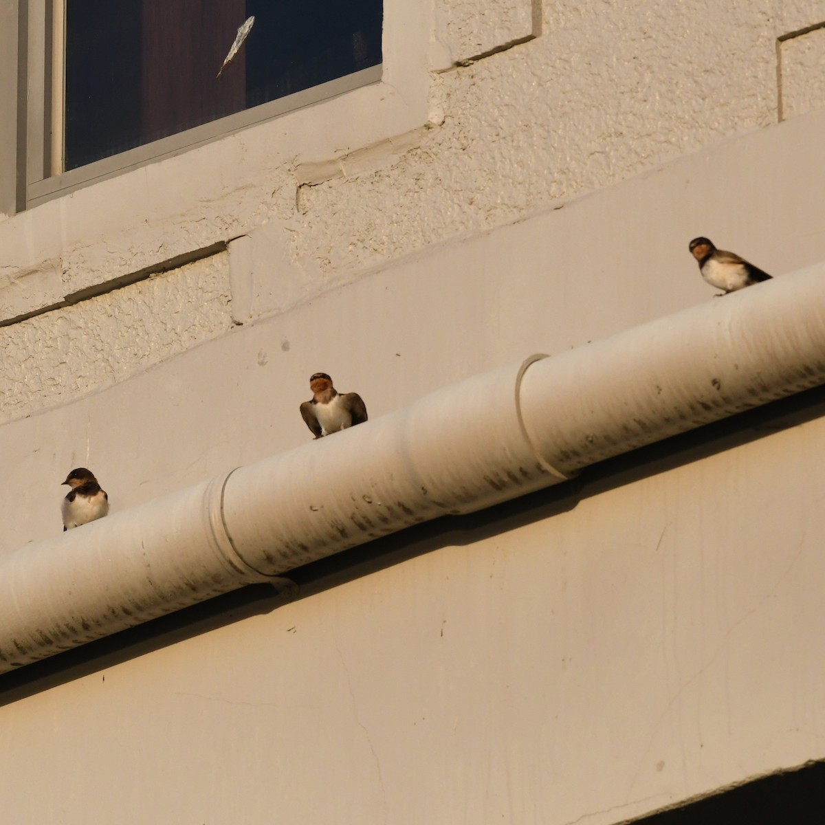 Rauchschwalbe - ML646721134