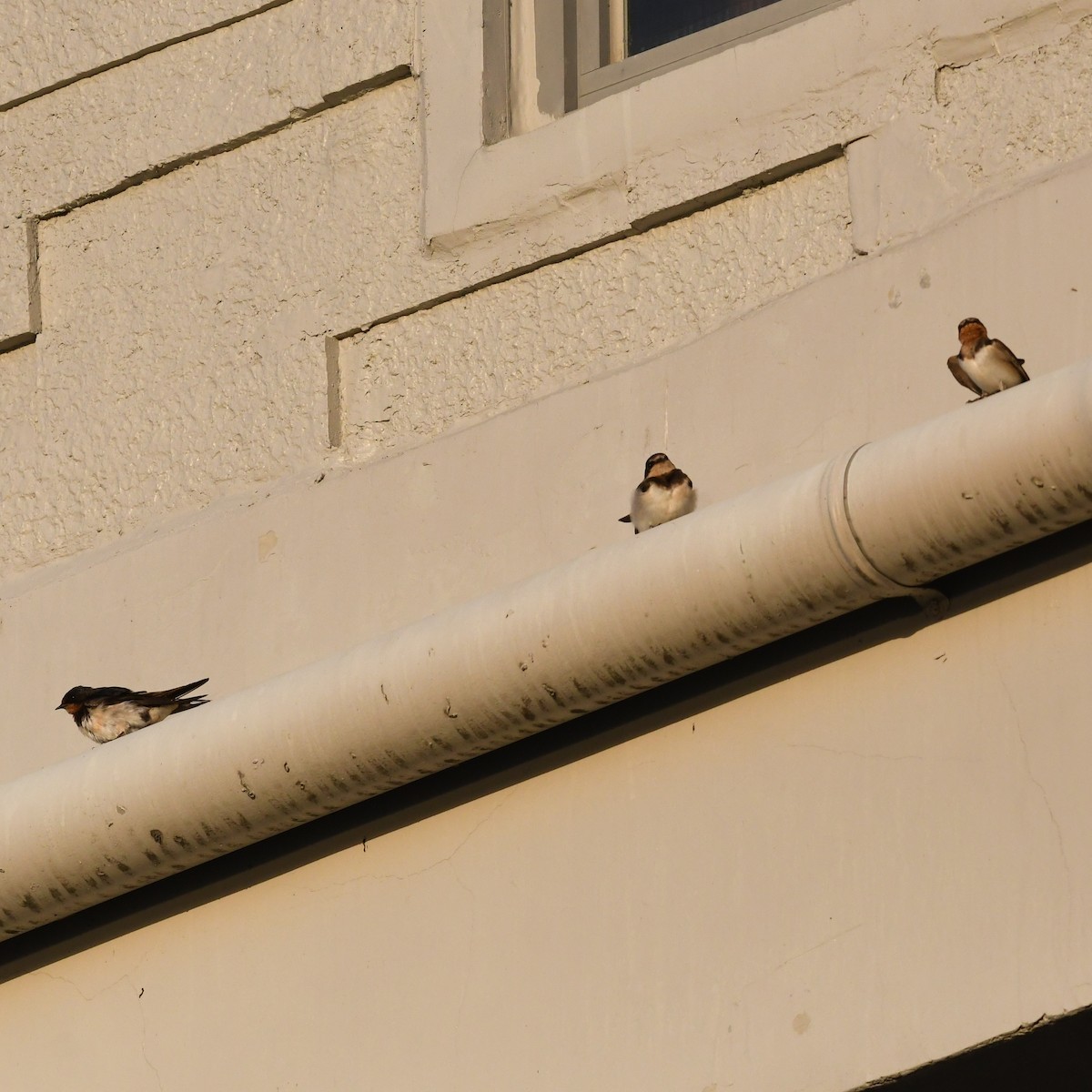 Rauchschwalbe - ML646721135