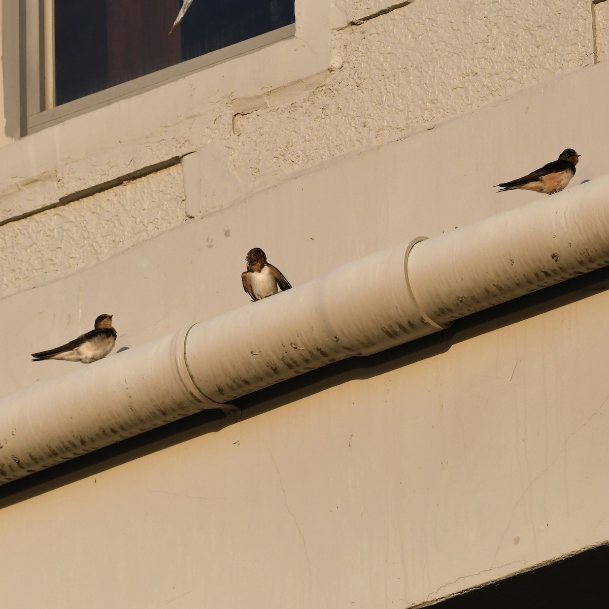 Rauchschwalbe - ML646721136