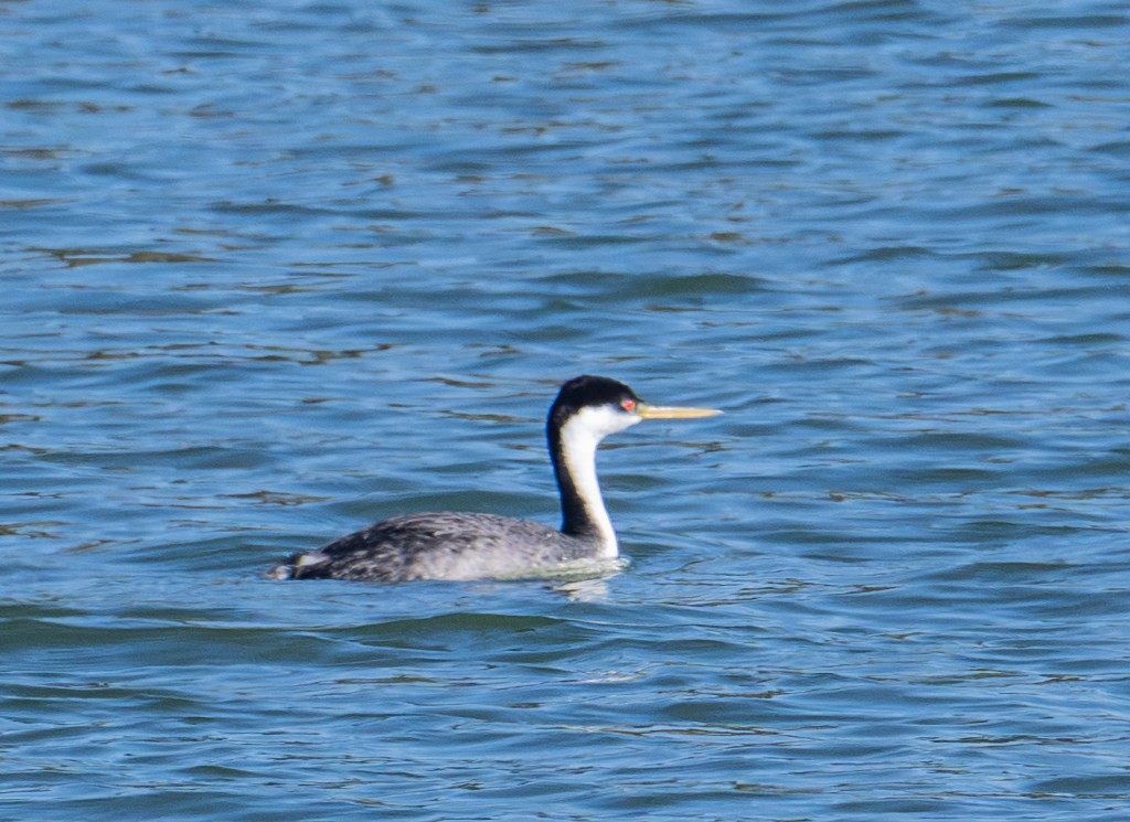 Western Grebe - ML646721137