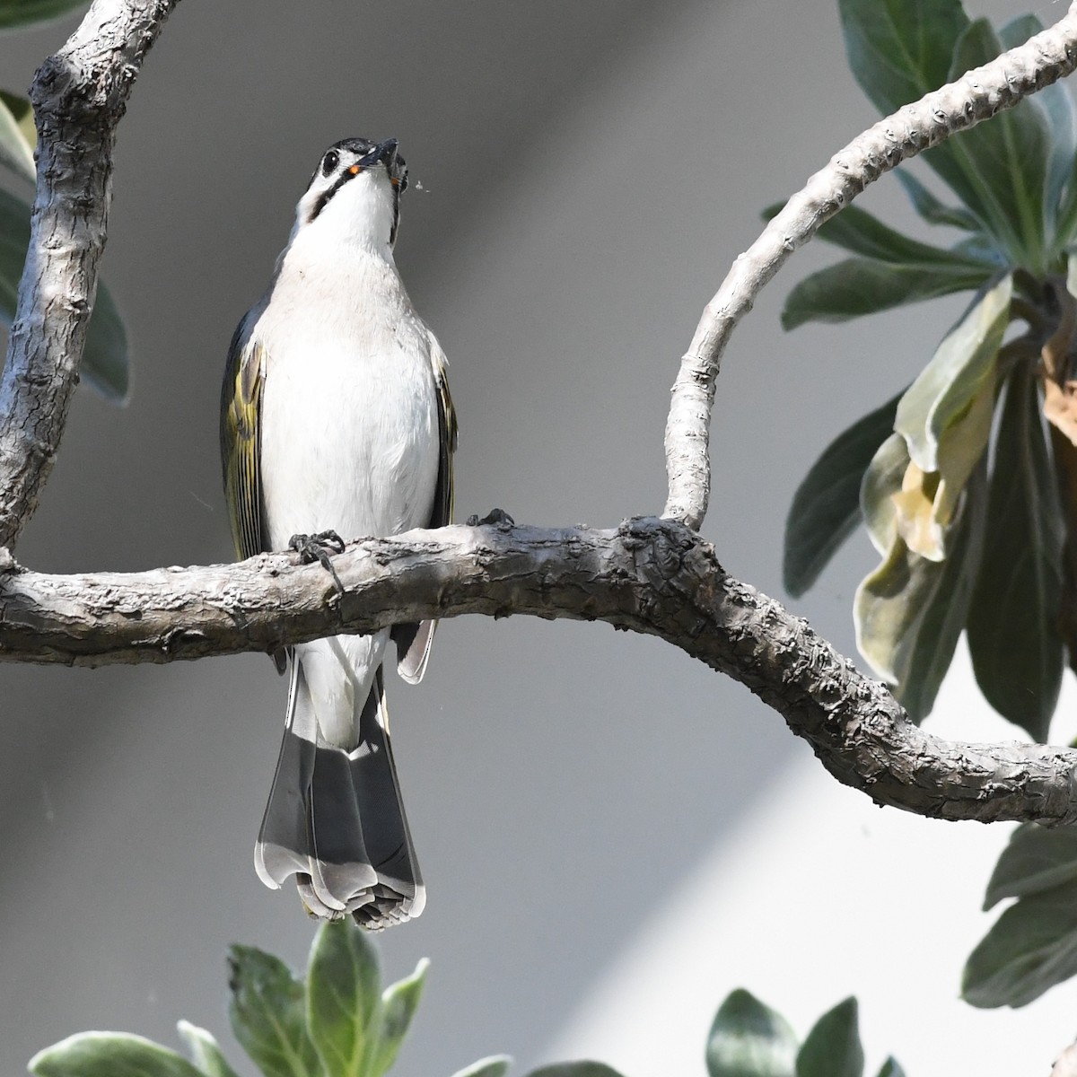 Taiwanbülbül - ML646721144